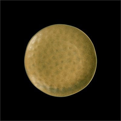 ТАРЕЛКА мелкая 8,25 210 мм "Corone Antico" [35075]" 90296 - фото 5514161