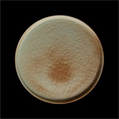 ТАРЕЛКА с бортом 10,5'' 270мм Corone Villaggio" [63048]" фк9700