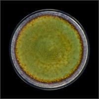 ТАРЕЛКА мелкая 10,5 265мм, синий+зеленый "Corone Verde" [HL473250]" 79230