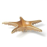 Блюдо для подачи 28*28 см h6 см 100 мл Звезда Pearl Starfish Frutti di Mare [81221991] 91864