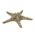 Блюдо 28 см, 100 мл, керамика "Frutti di Mare" P.L. 33980 - фото 11094